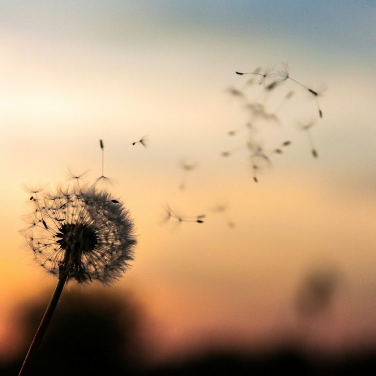 Pusteblume am Abend Pusteblume im Gegenlicht, Samenkörner schweben in der Luft vor verschwommenem Hintergrund.